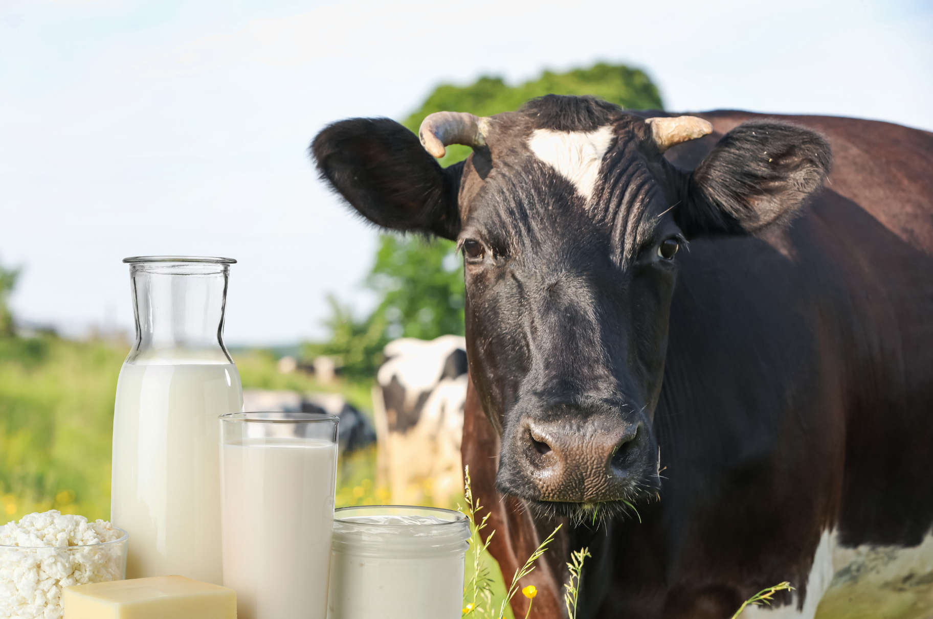 A black and white cow stands in a field next to dairy products including a bottle of milk, a glass of milk, cheese, and cottage cheese.
