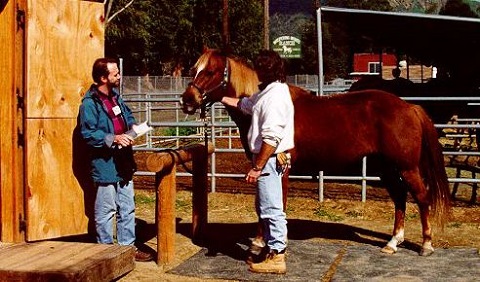 inspecting horse