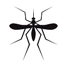 Mosquito