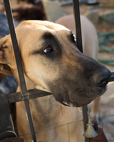 dog with face between fence slats