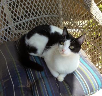 Cat on a chair