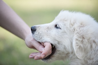 dog biting hand