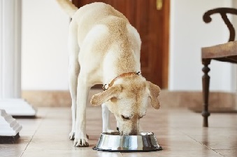 dog eating food