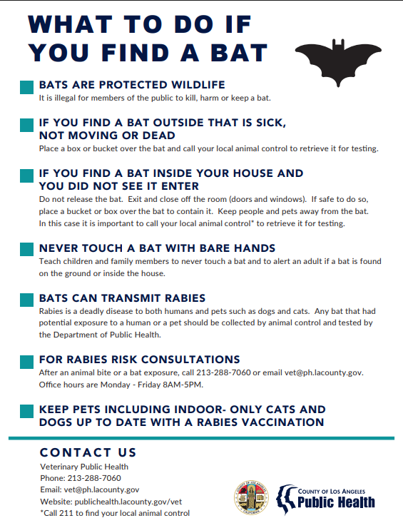 What to do if you find a bat