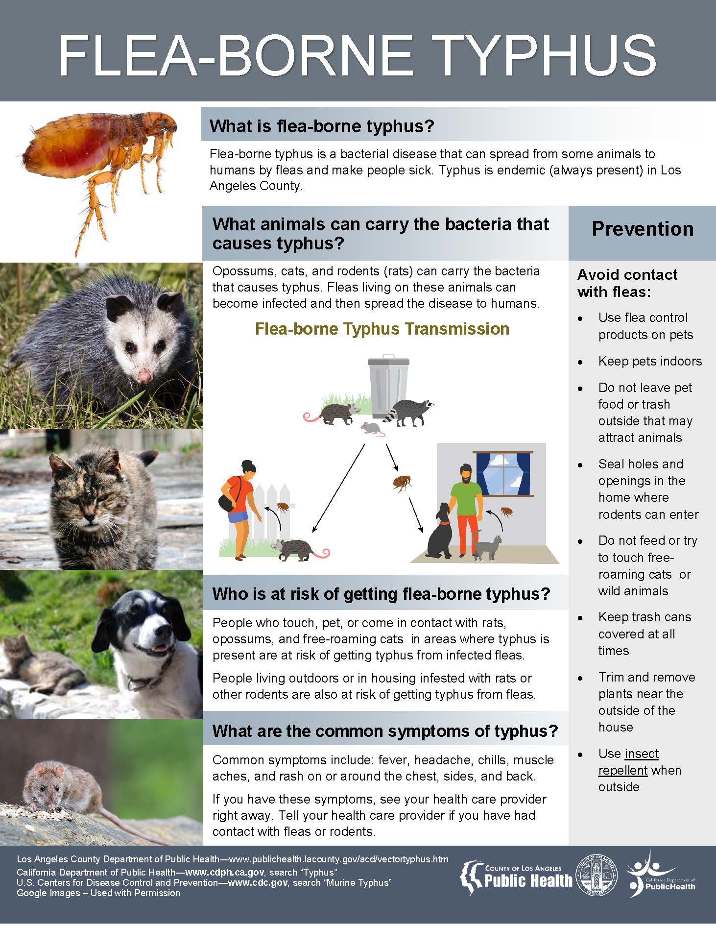 Flea-Borne Typhus Flyer