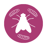 New World Screwworm Icon