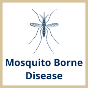 Mosquito