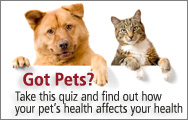 Vet Quiz