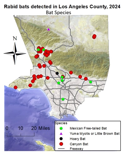 Map showing locations ans species of rabid bats detected in Los Angeles County in 2024