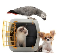 Pets around a carrier