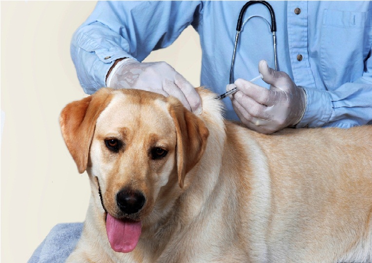 Dog being vaccinated