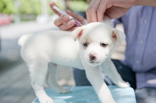Vaccinations for Pets (Grades K–2)