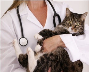 Spay and neuter