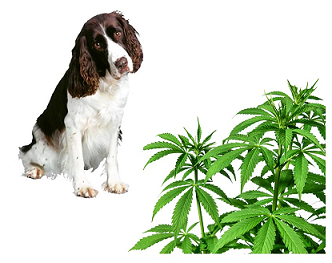dog and marijuana plant