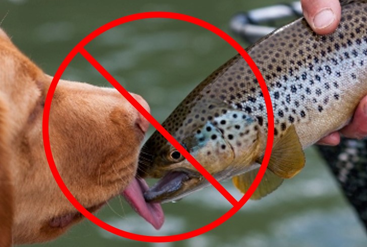 Dog licking a fish