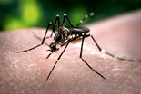 Aedes aegypti - CDC 