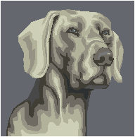 art - image of a Weimaraner dog's head