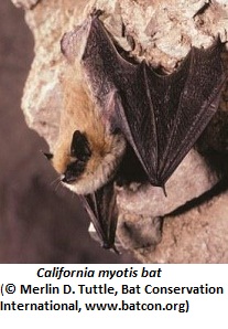 Picture of a California myotis bat