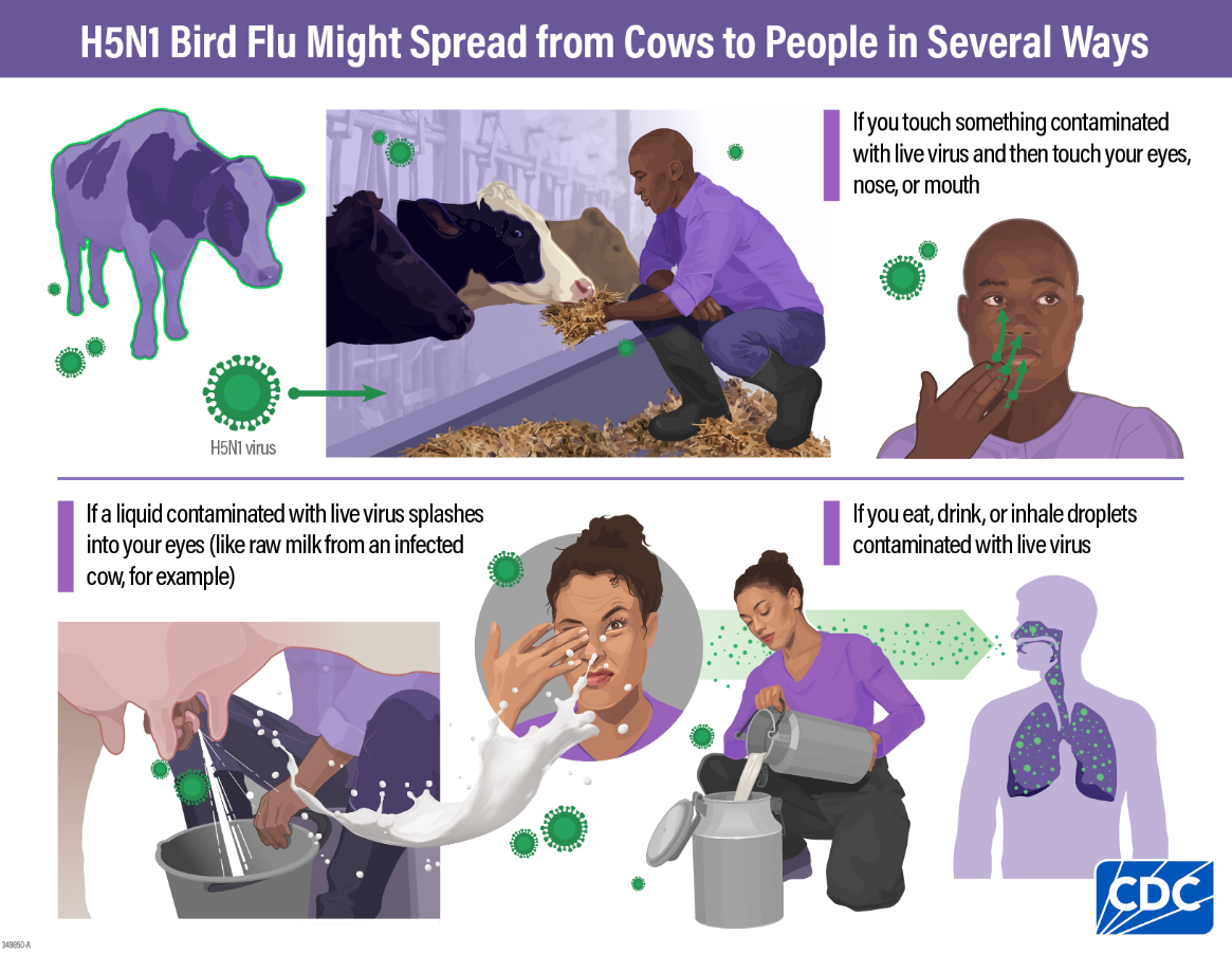 Cattle Exposure Routes to Humans