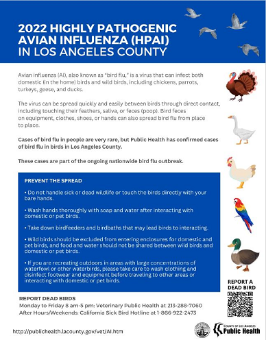 HPAI in Los Angeles County flyer