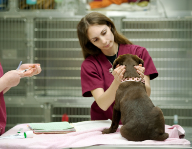 veterinary examination of a dog