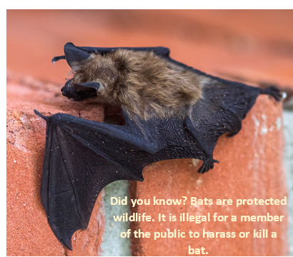 bats are protected wildlife