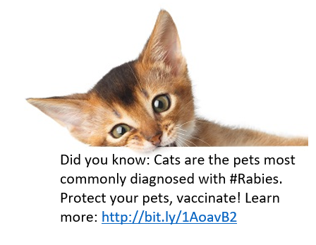 do you know cat fact