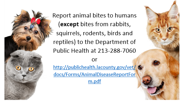 report animal bites