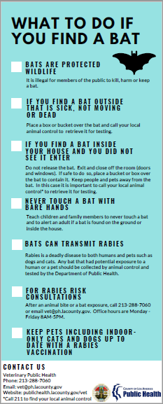 what to do if you find a bat infographic