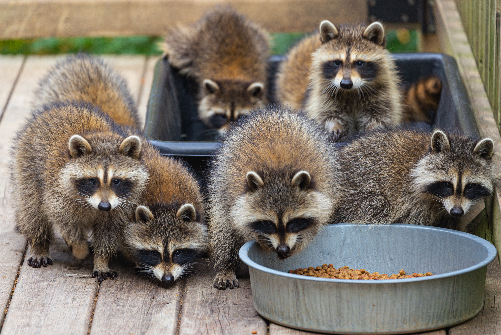 group of raccoons eating outside from a dog bowl
