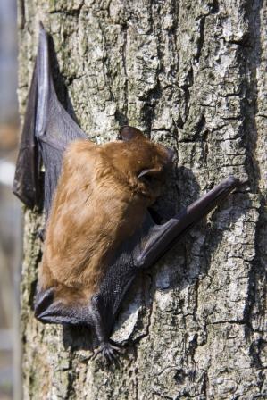 bat on tree