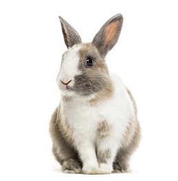 domestic rabbit 