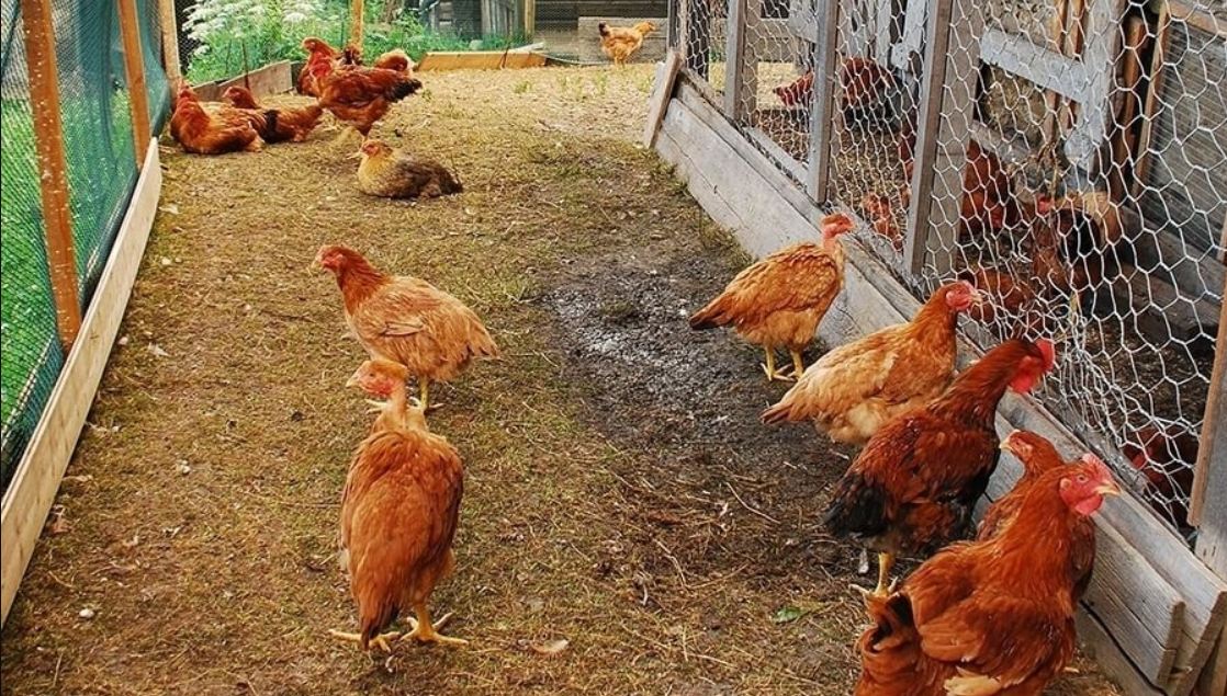 Biosecurity measures