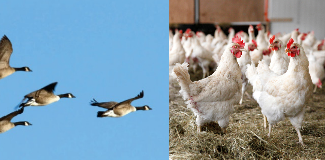 wild birds and flu virus