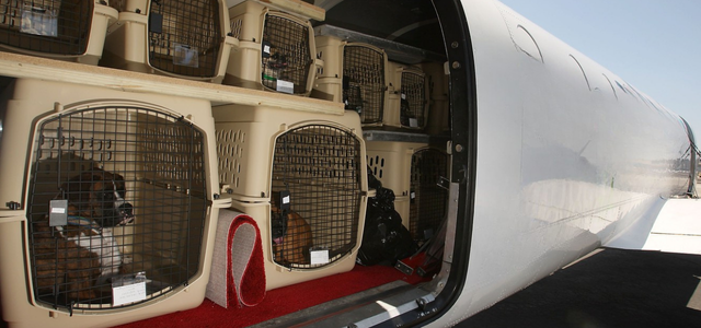 Puppy in travel crate