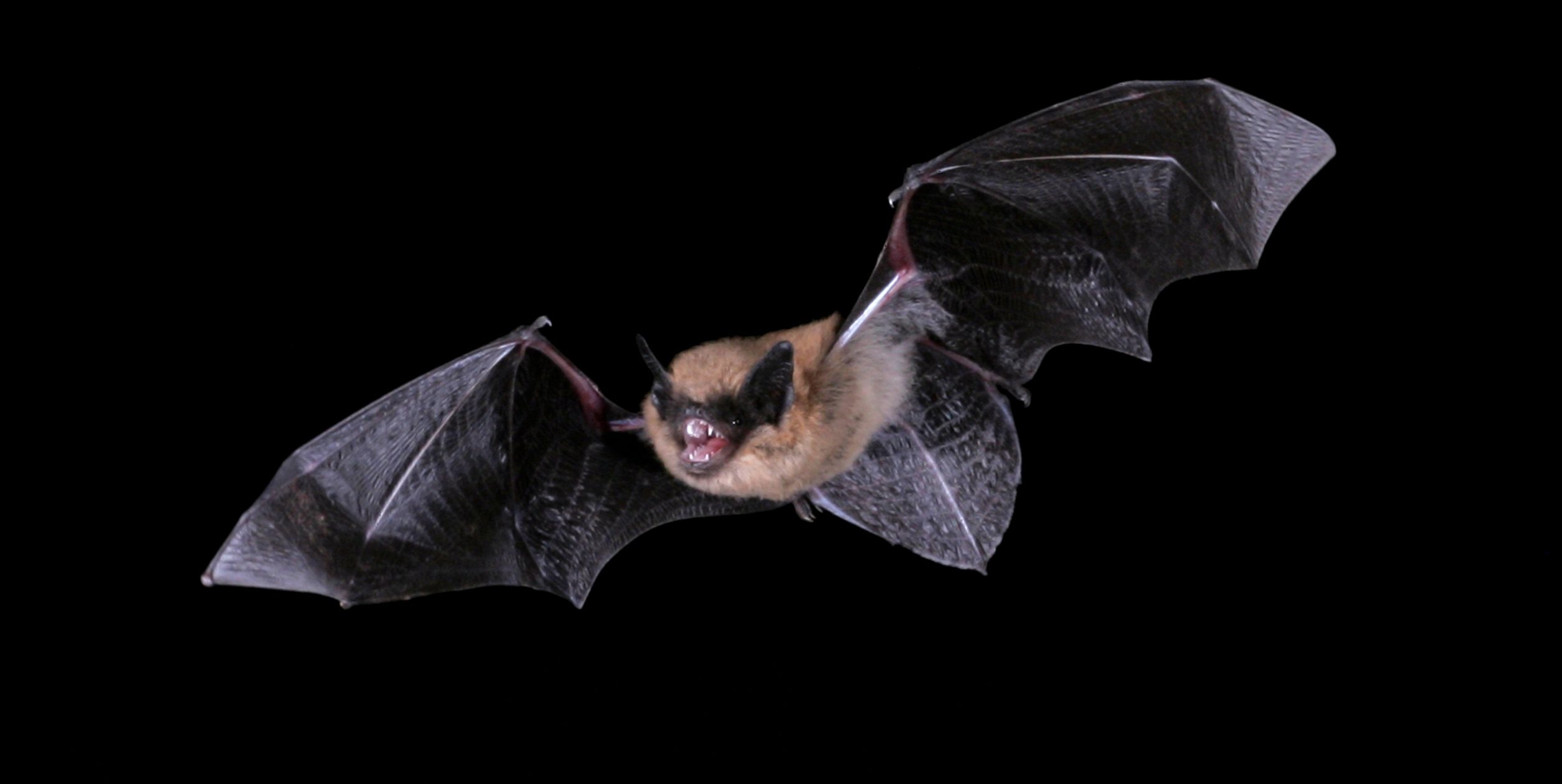 Rabies information for the public