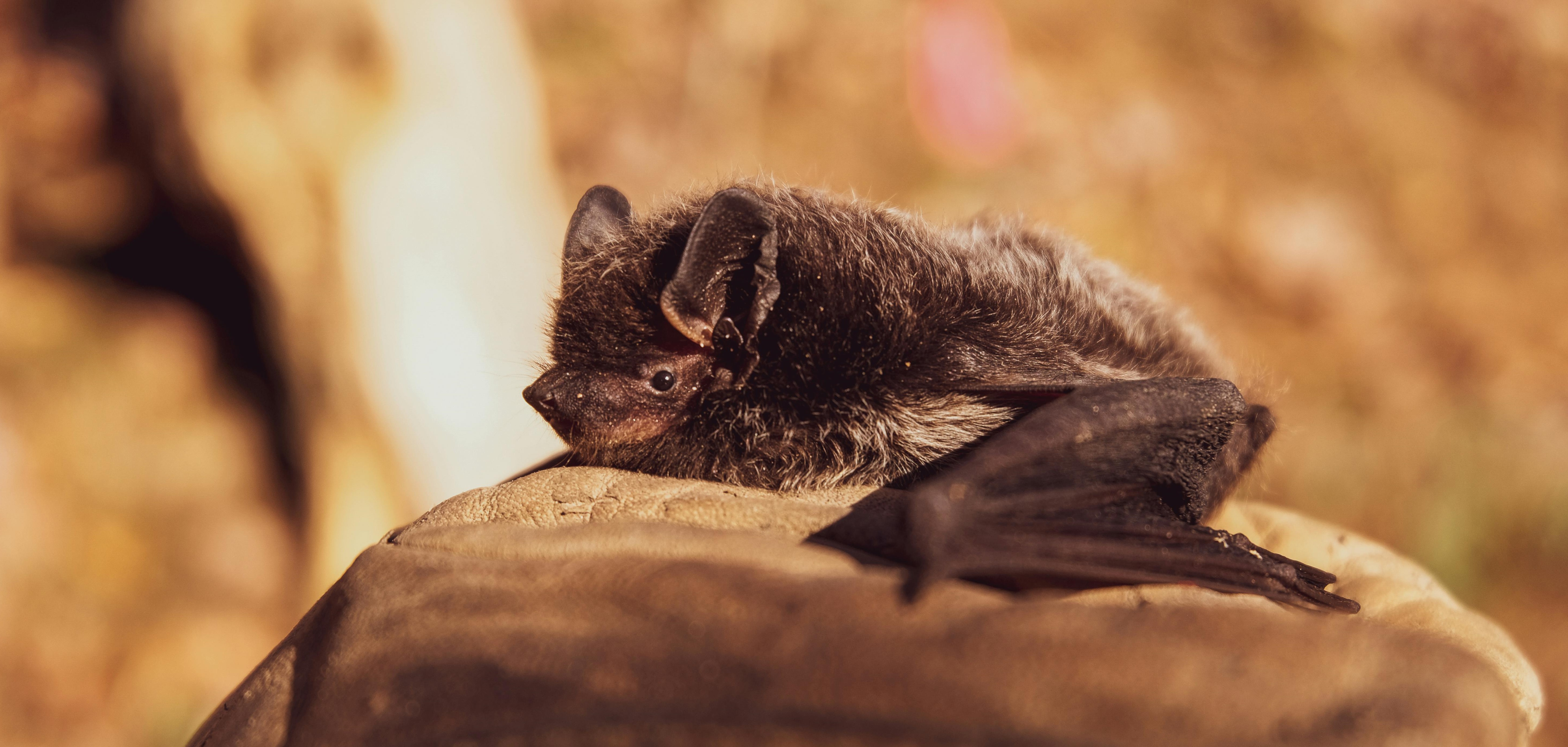 Rabies guidance for veterinary and animal control professionals